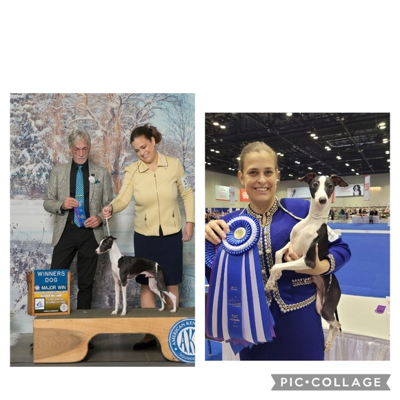 ISO dog show clothing - Picture 5 of 7